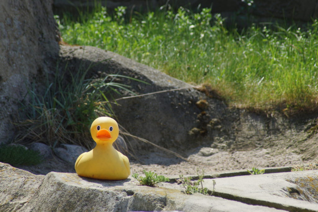 Highlight im Zoo am Meer, Bremerhaven: ein ganz seltenes Tier :-)