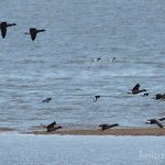 Möwen und Enten am Strand zwischen Munkmarsch und Keitum Möwen und Enten am Strand zwischen Munkmarsch und Keitum
