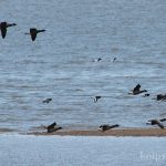 Möwen und Enten am Strand zwischen Munkmarsch und Keitum Möwen und Enten am Strand zwischen Munkmarsch und Keitum