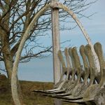 Skelett-Teile eines gestrandeten Finnwales Skelett-Teile eines gestrandeten Finnwales