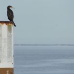 Komoran am Fähr-Hafen List Komoran am Fähr-Hafen List