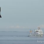 Komoran am Fähr-Hafen List Komoran am Fähr-Hafen List