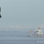 Komoran am Fähr-Hafen List Komoran am Fähr-Hafen List