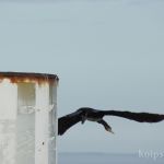 Komoran am Fähr-Hafen List Komoran am Fähr-Hafen List