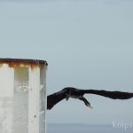 Komoran am Fähr-Hafen List Komoran am Fähr-Hafen List