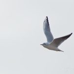 Möwe Möwe