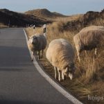 Schafe in den Dünen bei List Schafe in den Dünen bei List