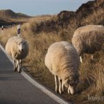 Schafe in den Dünen bei List Schafe in den Dünen bei List