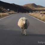 Schafe in den Dünen bei List Schafe in den Dünen bei List