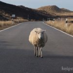 Schafe in den Dünen bei List Schafe in den Dünen bei List