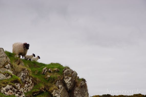 Schafe auf dem Weg zum Clifden Castle