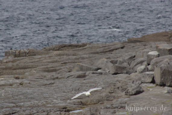 Steilküste, südlich von Fanore, County Clare